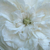 Bela - Centifolia vrtnice - Madame Hardy